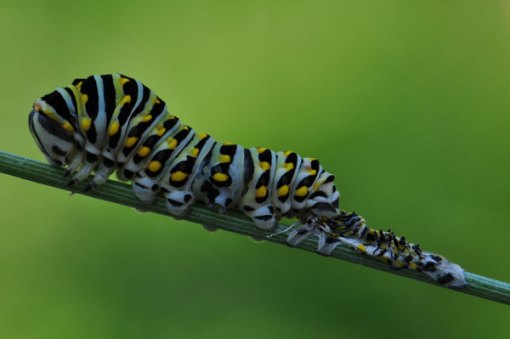 Black Swallowtail Caterpillar Molting