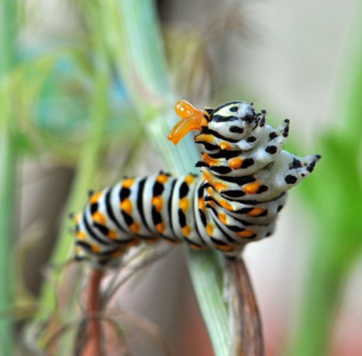 caterpillar_self_defense